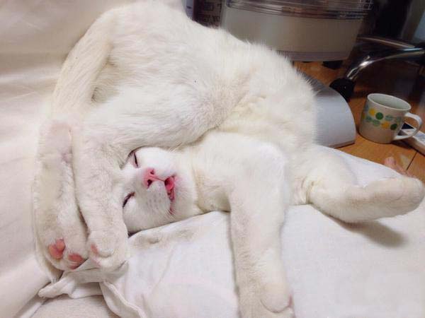 猫如果有老虎大打架谁厉害,成年老虎和成年猫放一起打架吗