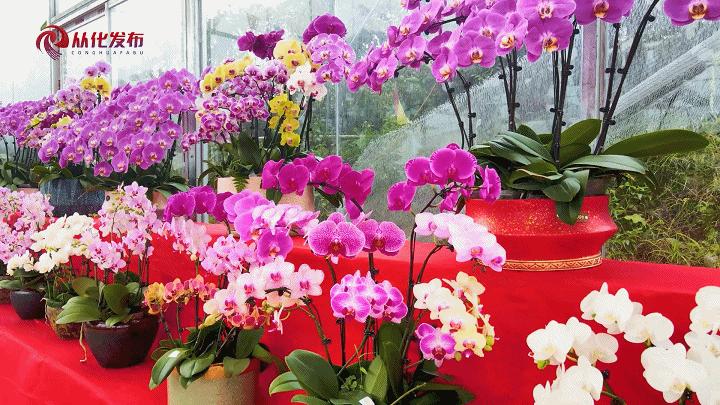 广州从化大旺兰花基地,兰花基地赏花