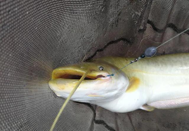 大河钓鲢鱼技巧,大河钓鲶鱼的经典方法