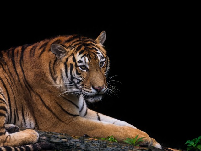 秦岭，远去的虎啸（之五）