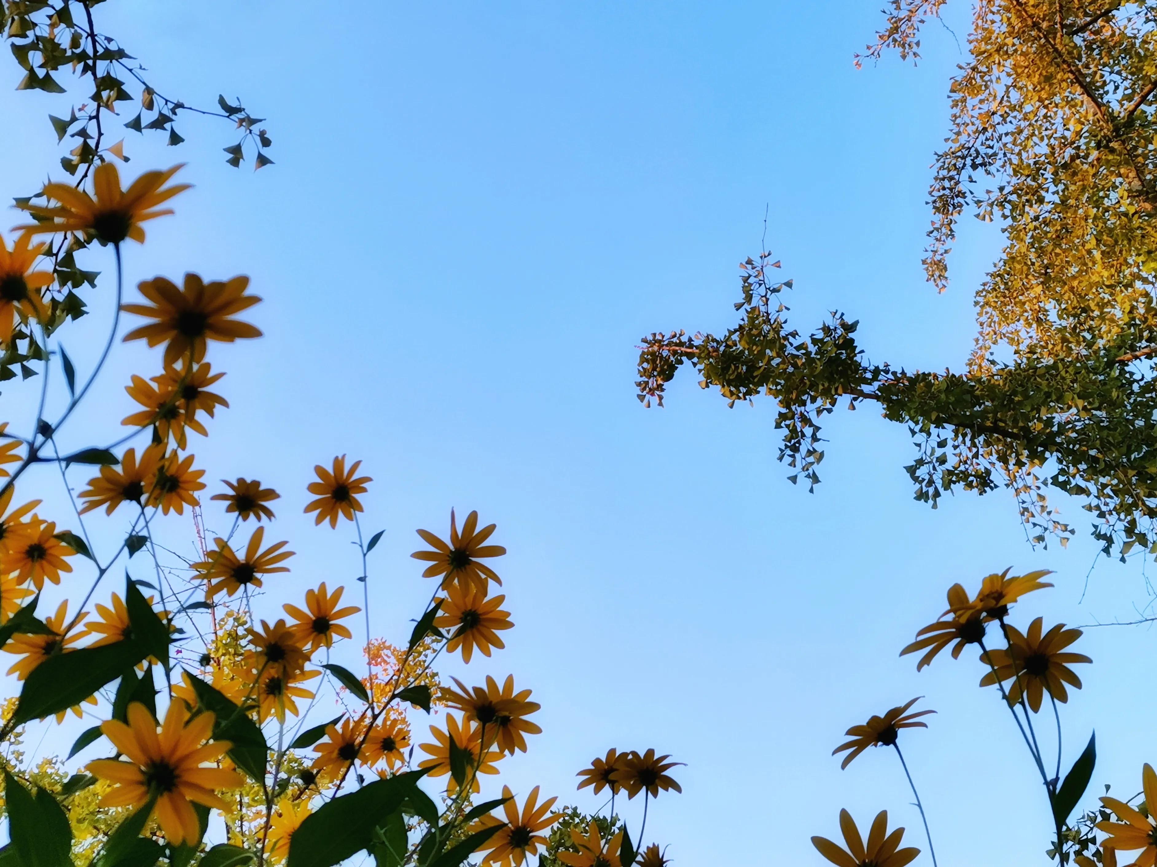 百花酿诗韵芬芳留人间（一）
