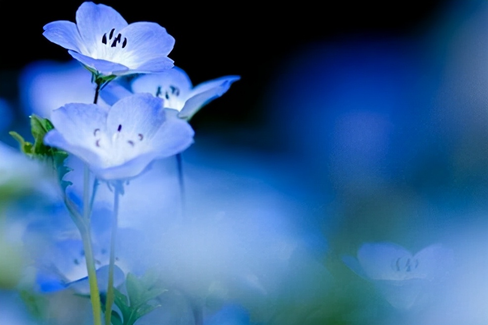 征服男人最好的四个方式,征服男人的最好方式