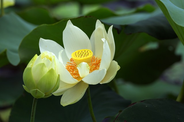 莲花峰下建爱莲池，爱莲堂里写《爱莲说》