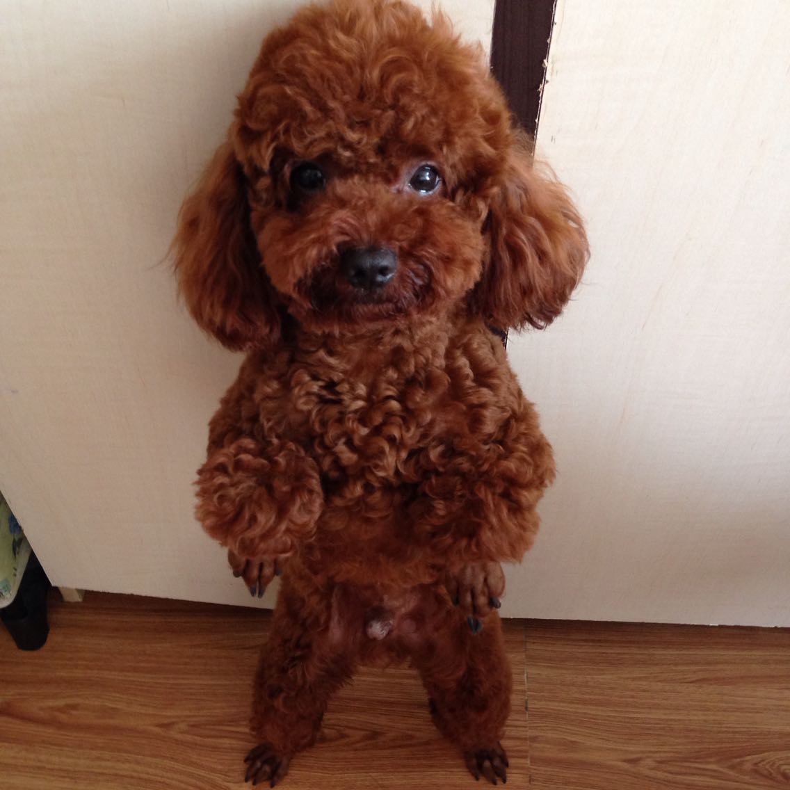 泰迪把你当妈妈的表现,泰迪把你当亲人还是外人