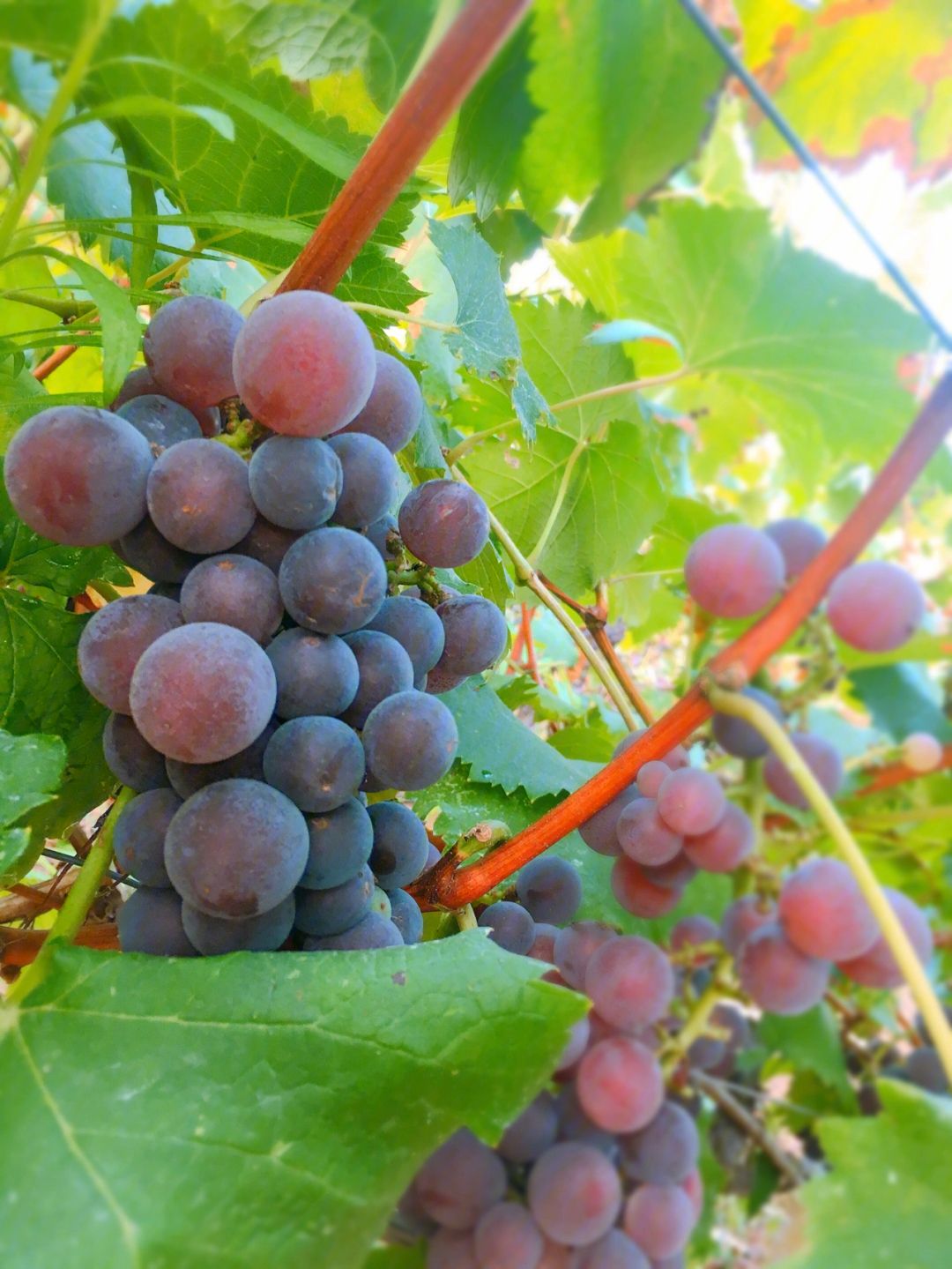 上海奉贤葡萄采摘园排名,上海金山葡萄采摘园