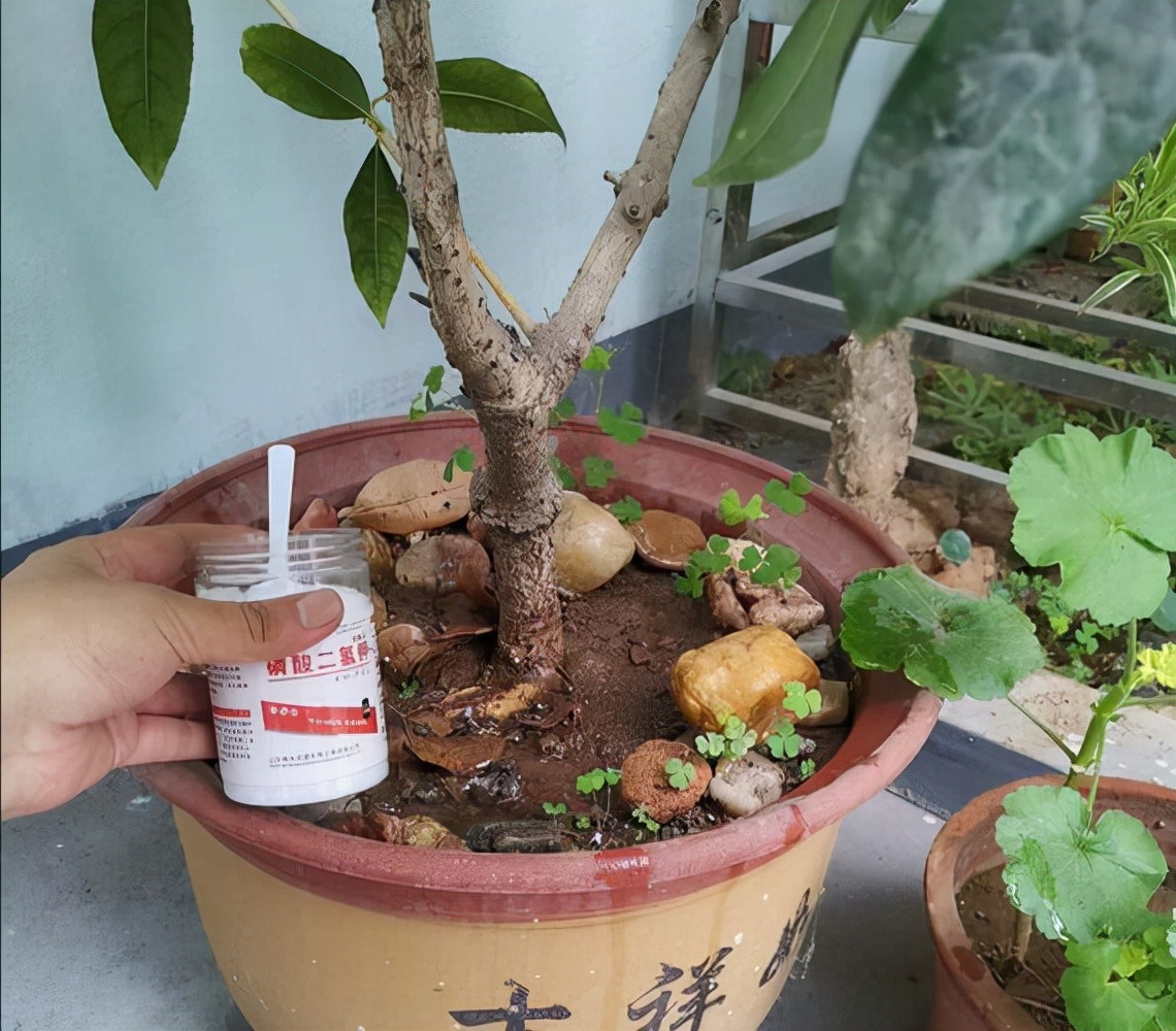 促花用花多多好还是磷酸二氢钾好,磷酸二氢钾正确的促花方法