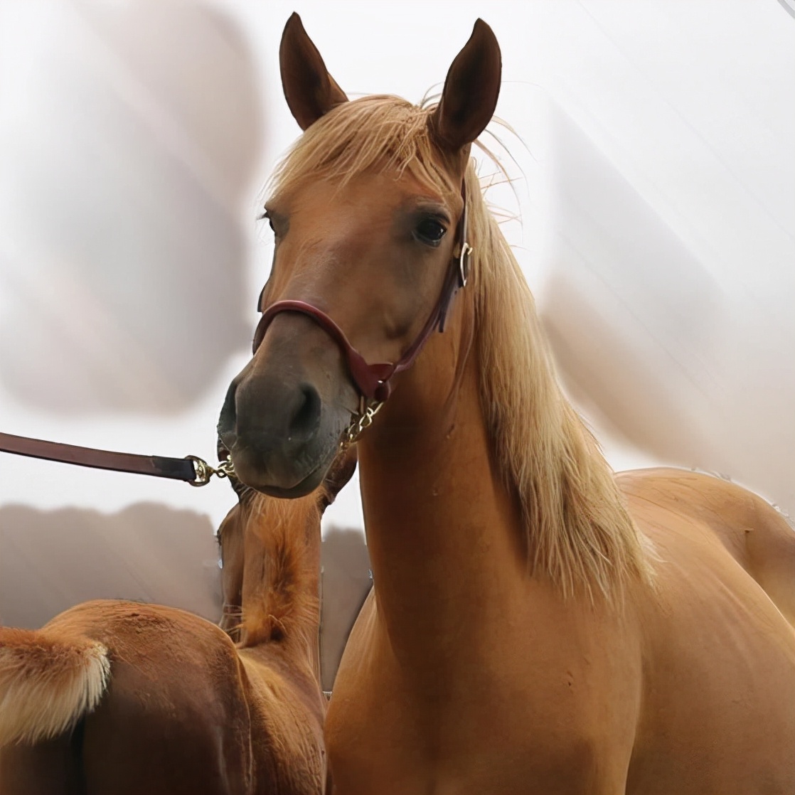 一人一匹都难管,将军见了爱不释手,二战日本战马到底有何特别?