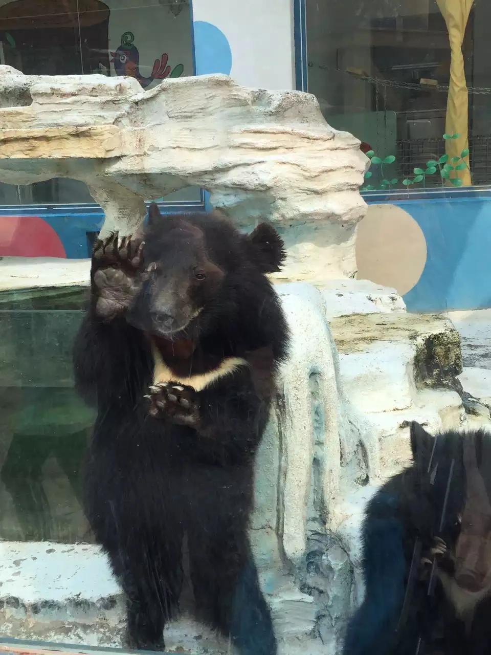 大连动物森林公园旅游攻略,大连森林动物公园旅游攻略