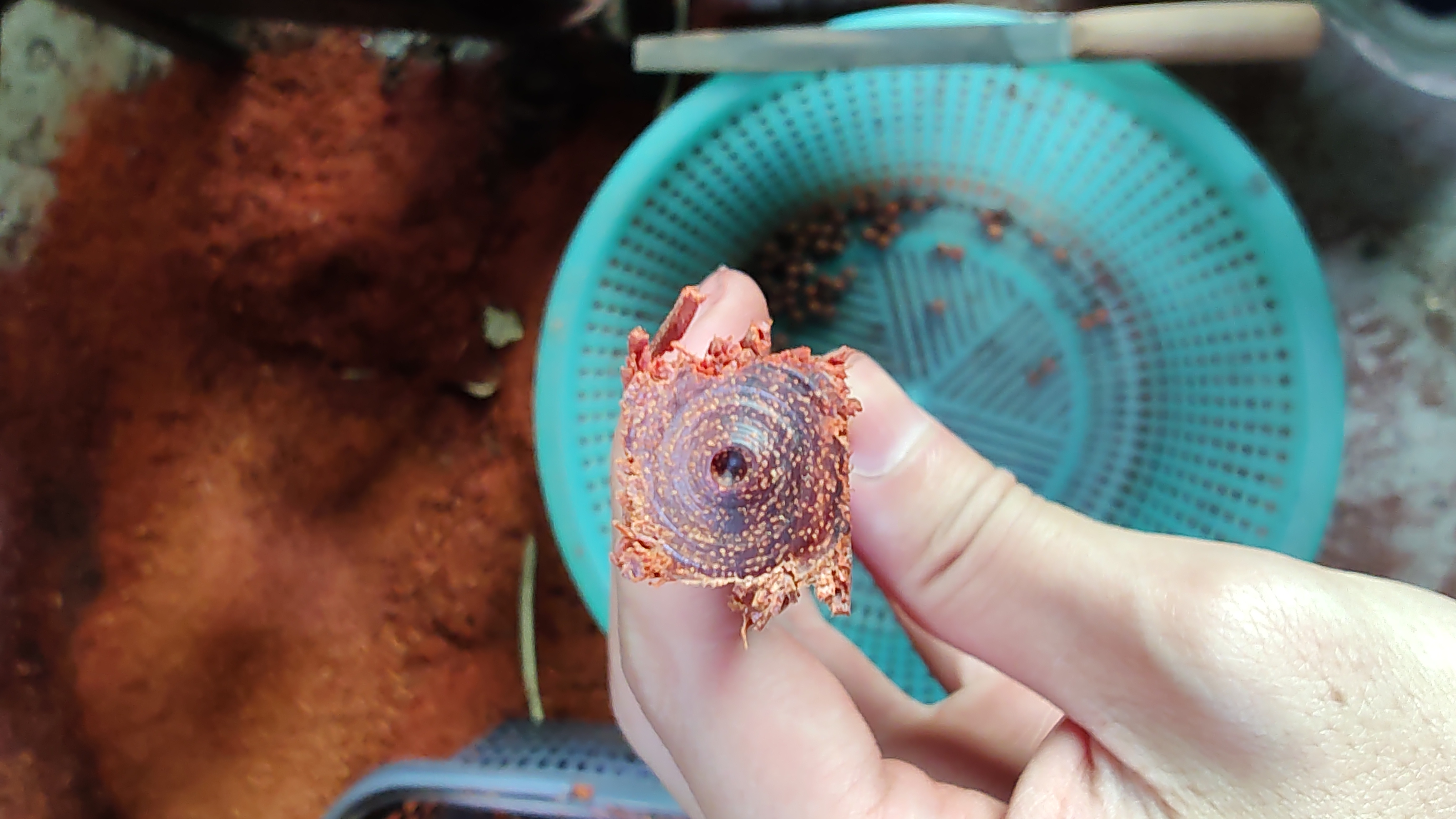 小叶紫檀雕刻佛珠视频,小叶紫檀节节高升佛珠手链