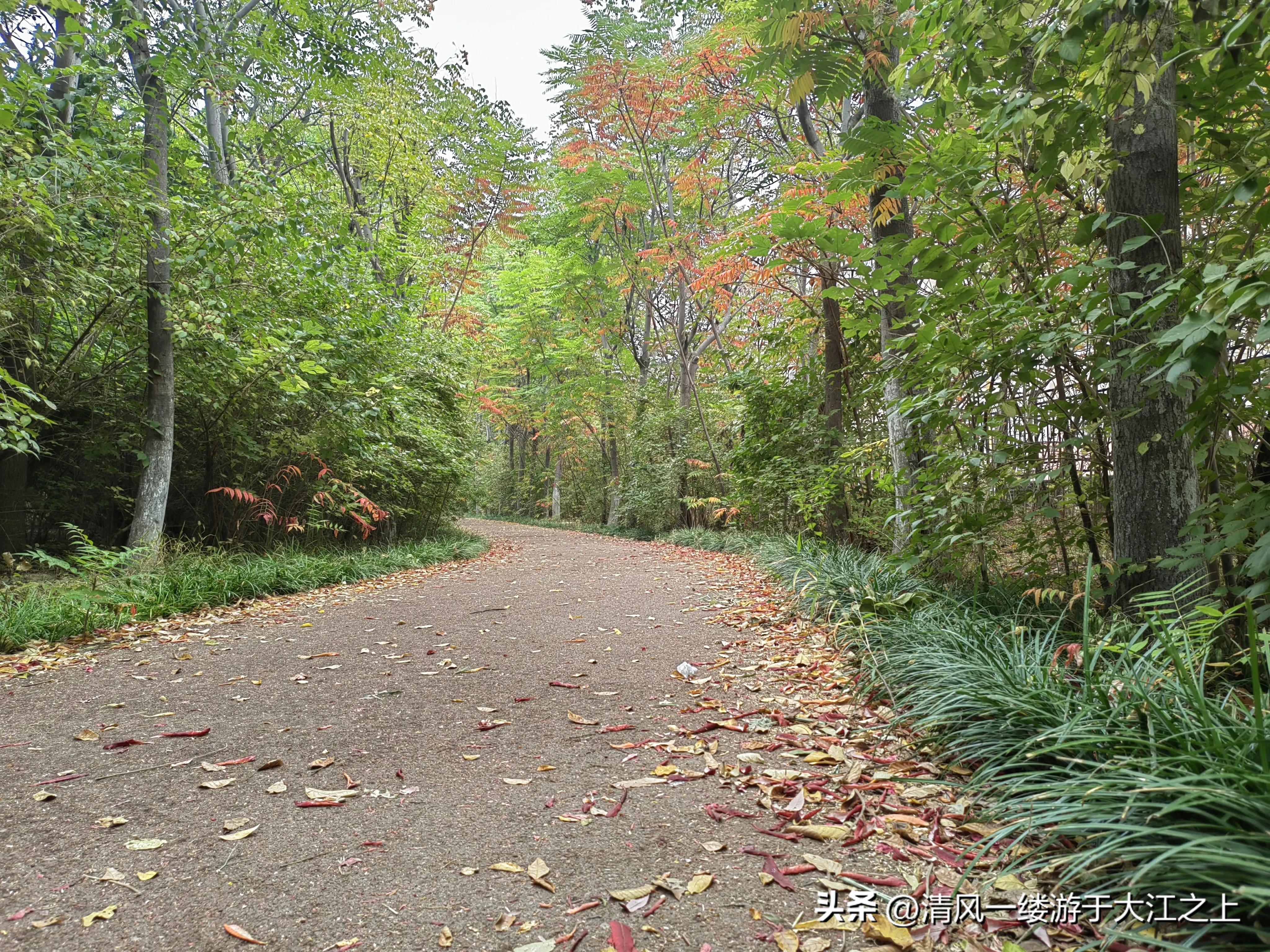 潍柴9.0t柴油版,潍柴9.5升柴油机