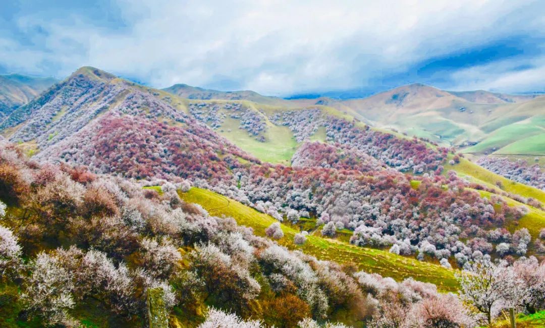 四月新疆伊犁草原,新疆伊犁野杏花最美人间四月天