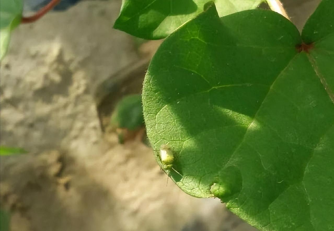 杀虫效果持久的农药,杀虫好的药物