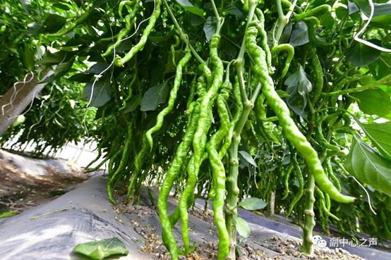 酵素富硒农业,农业酵素新技术