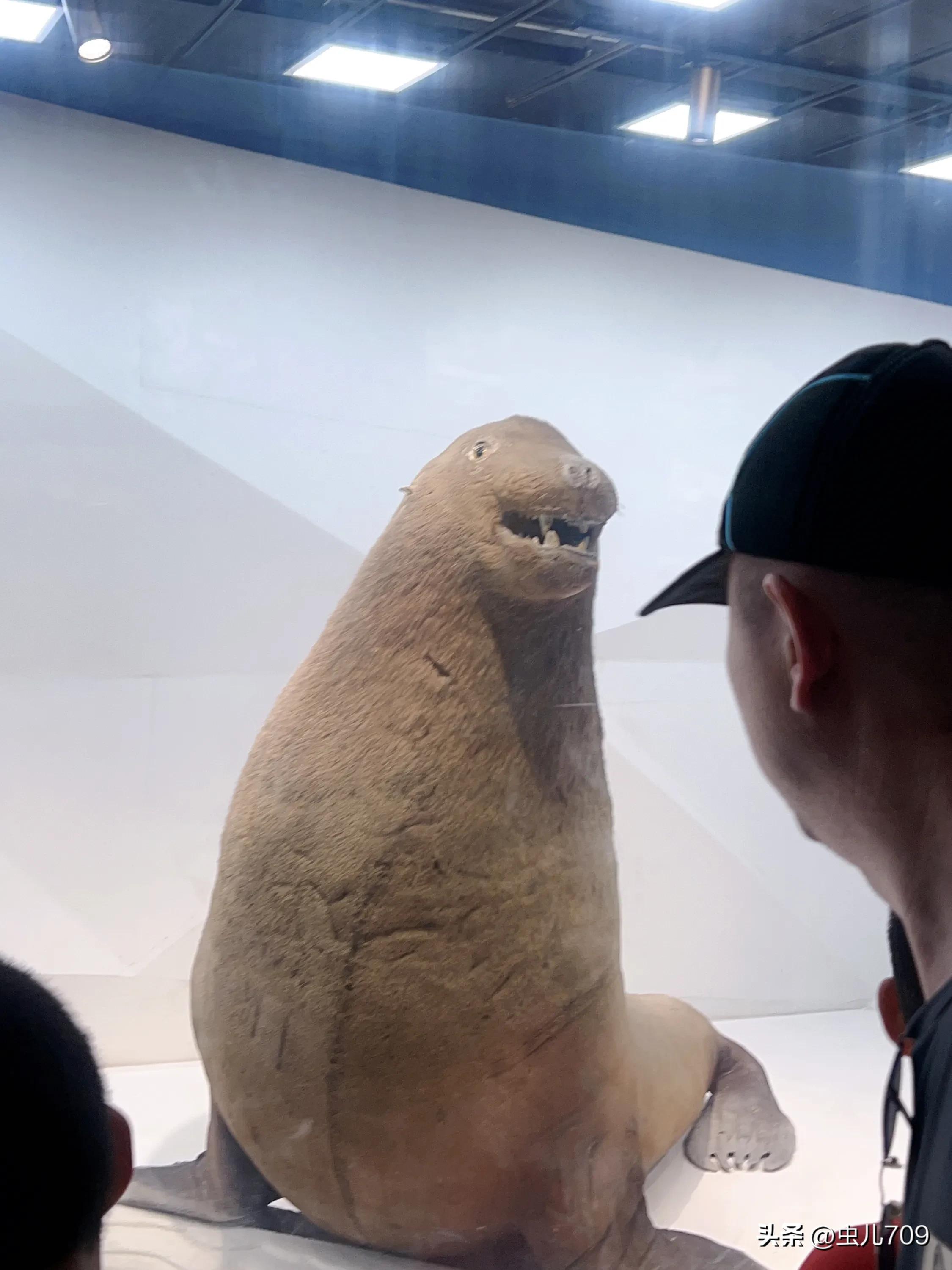 青岛海底世界视频,青岛海底世界和极地海洋世界