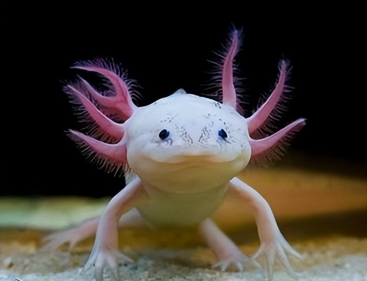 六角恐龙在墨西哥的原生态环境,娃娃鱼墨西哥钝口螈六角恐龙