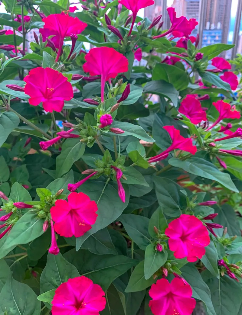 专为懒人养的5种花开花不断,4种不用花钱买的盆栽