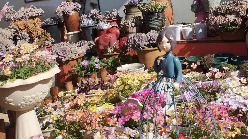 淘米水发酵有臭味还能浇花吗,发酵淘米水浇花特别臭