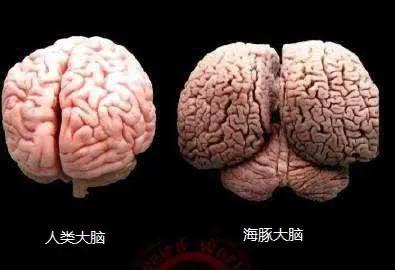 大脑智商怎么提高,让大脑聪明的6个好方法