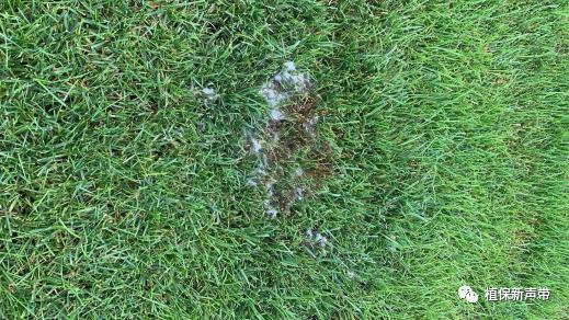 草坪锈病的病害预测及防治策略,草坪病害识别与防治