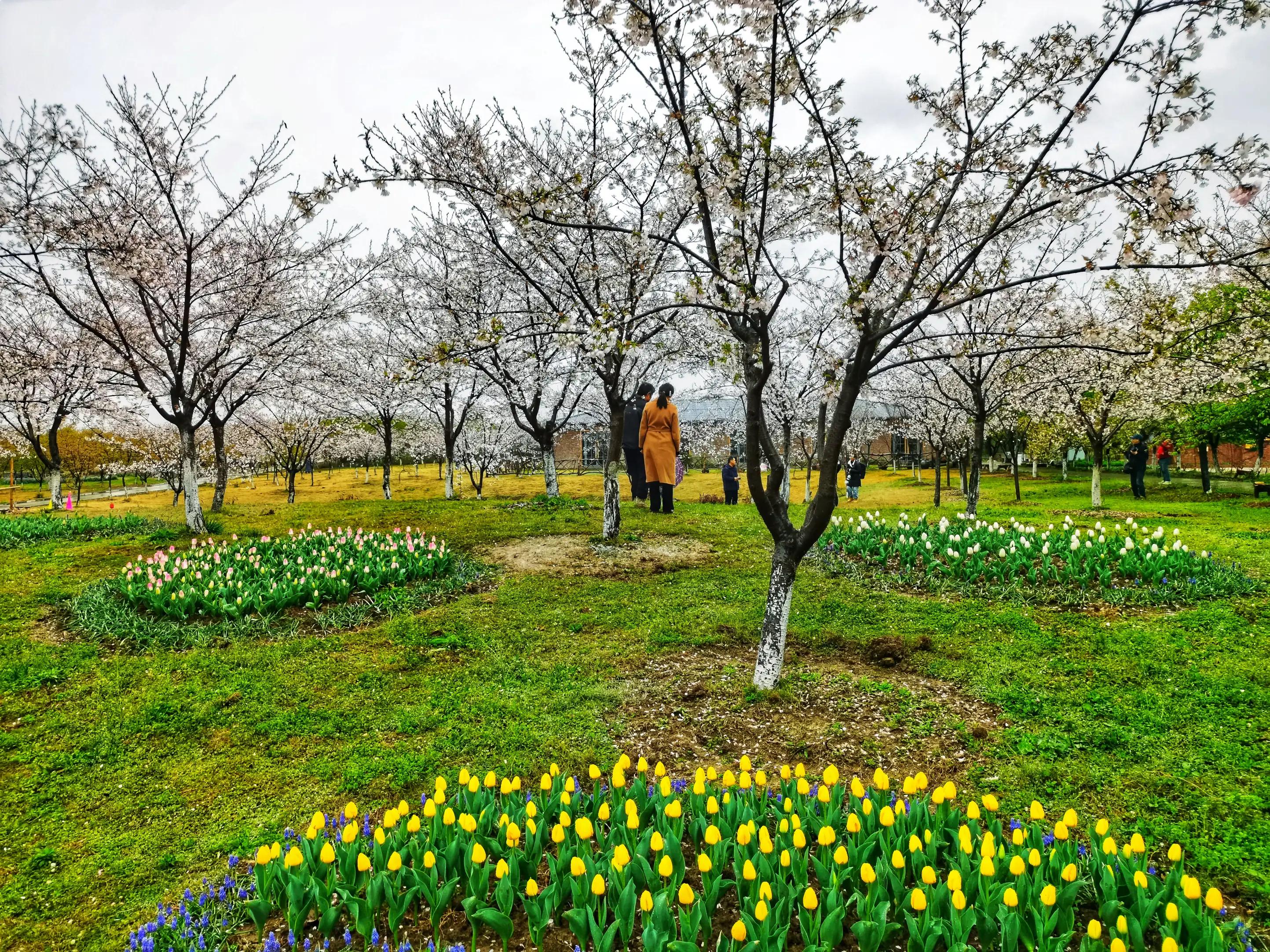 湖北宜昌花海赏花,枝江同心花海四月有什么花