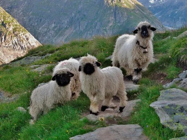 黑鼻羊中国可以养吗,黑鼻羊不吃什么食物