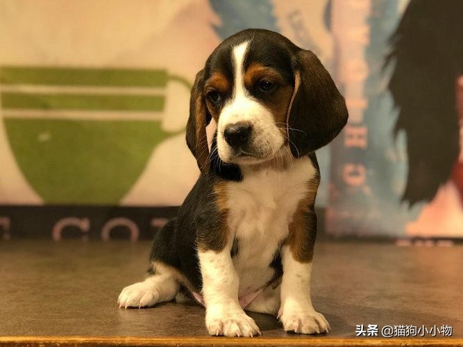 迪士尼比格犬,迪士尼里的比格犬叫什么