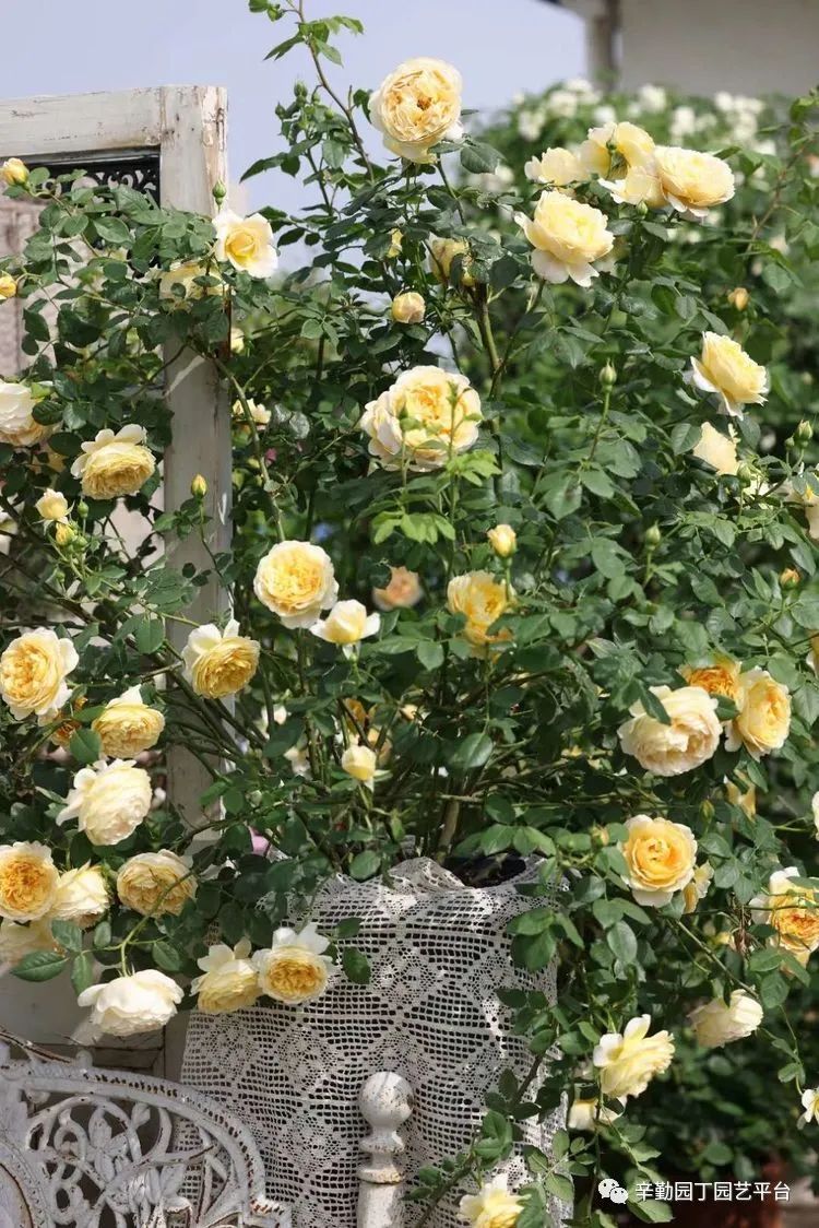 第八届园丁奖露台组《030号》洛基花园