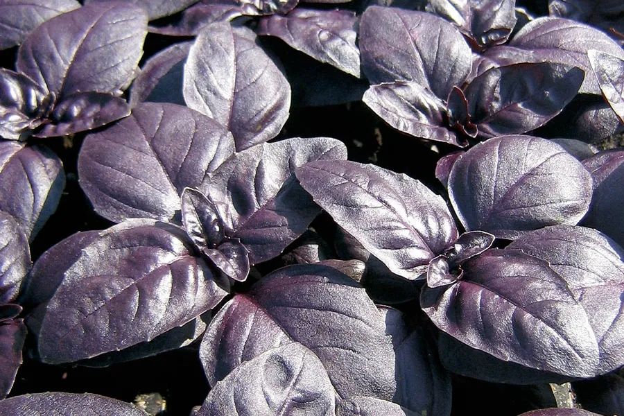 甜罗勒和荆芥 (甜罗勒与九层塔荆芥)