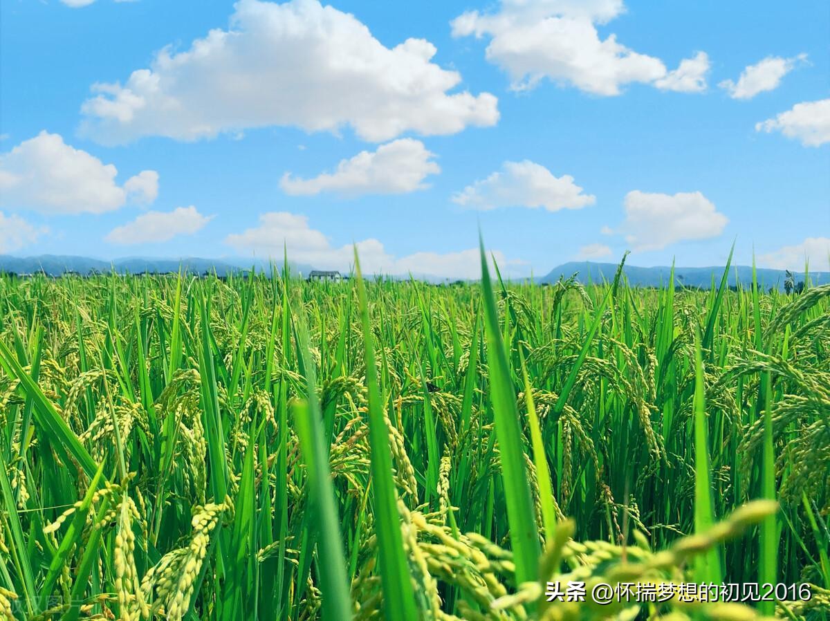 婆婆带娃儿不睡午觉,婆婆带孩子天天叫苦叫累还不能说