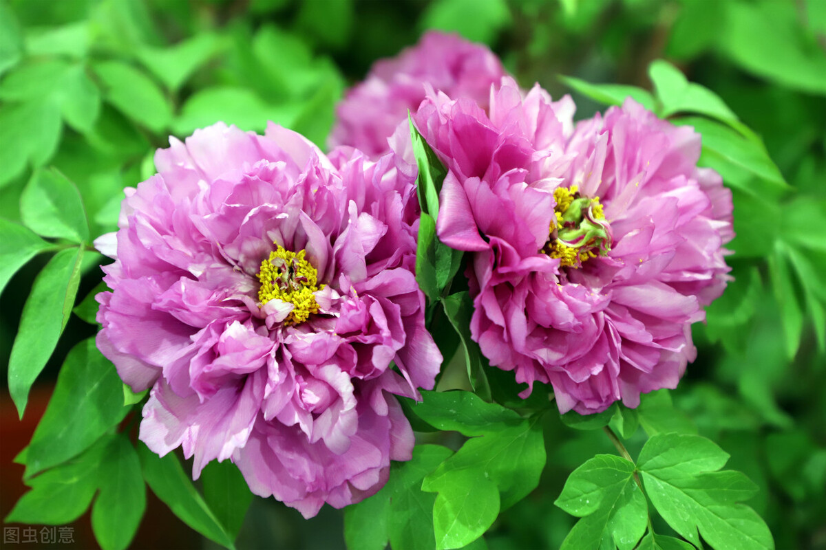 世界各国的国花都是什么,世界各国的国花都是什么花