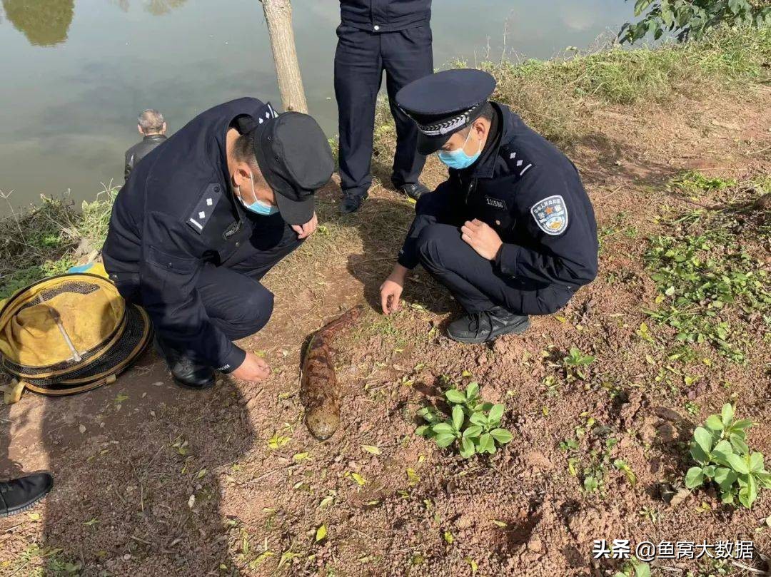 钓鱼钓到了娃娃鱼怎么办,野钓碰见黄色的娃娃鱼