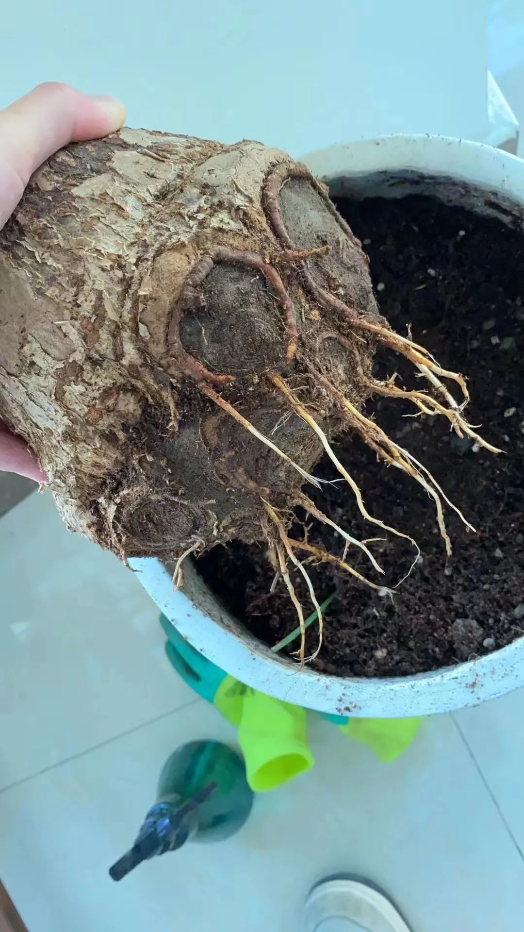 水多的植物如何挽救？植物烂根的迹象，如何拯救烂根植物？