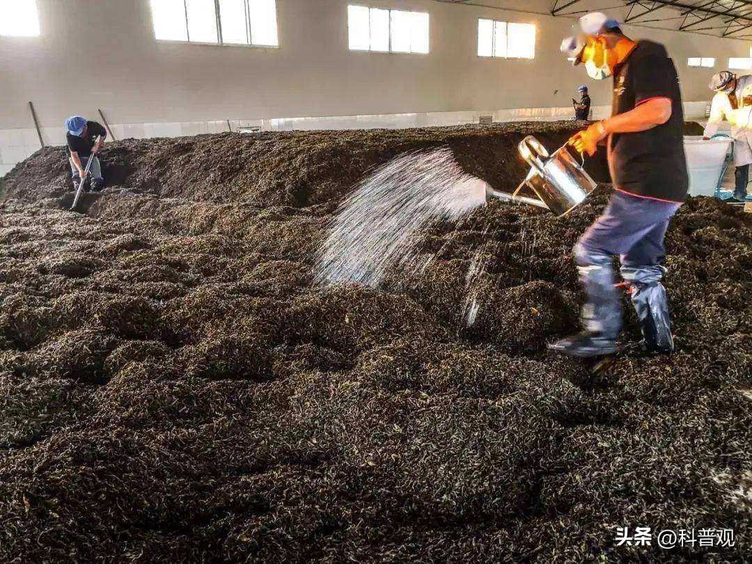 1克熟茶,十五年普洱熟茶还能喝吗