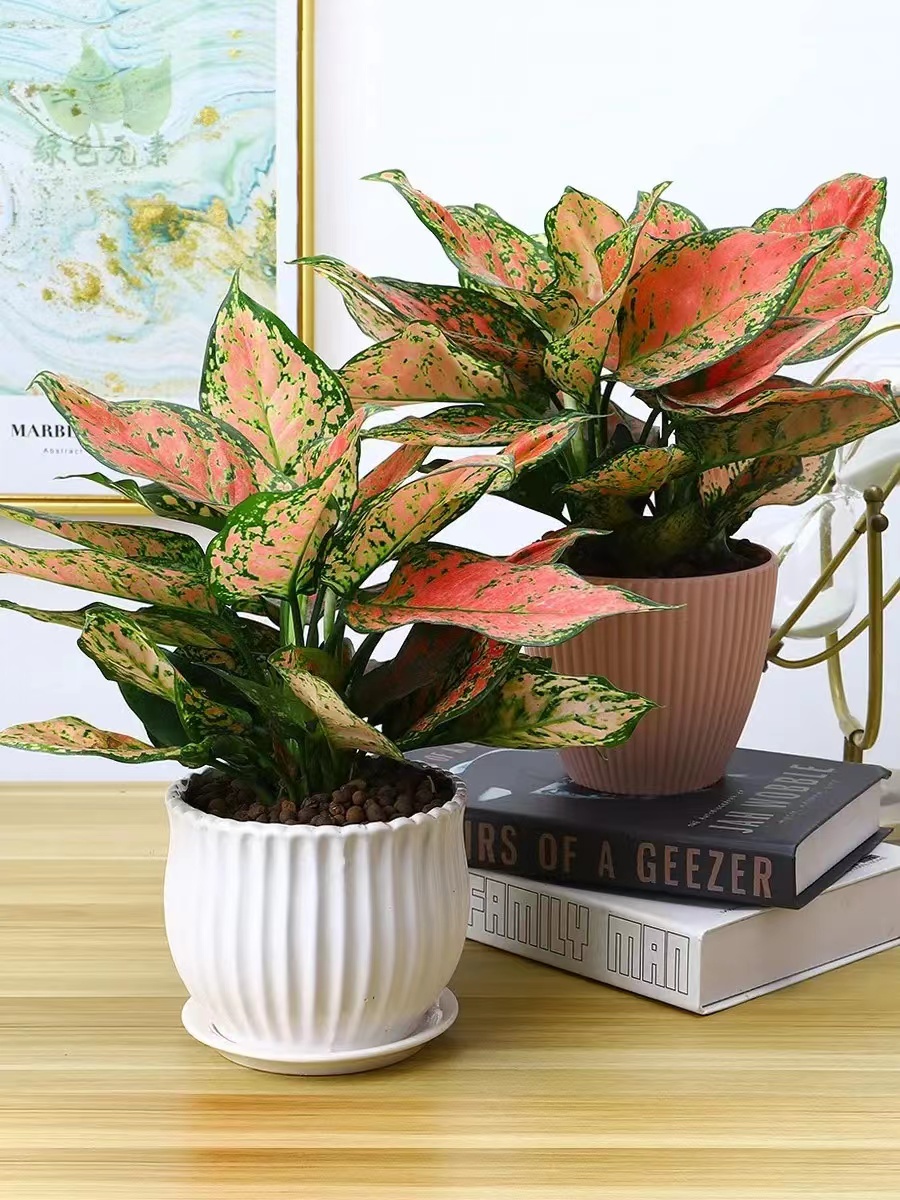 新房子去甲醛最快最有效的绿植,新房吸附甲醛的绿植物