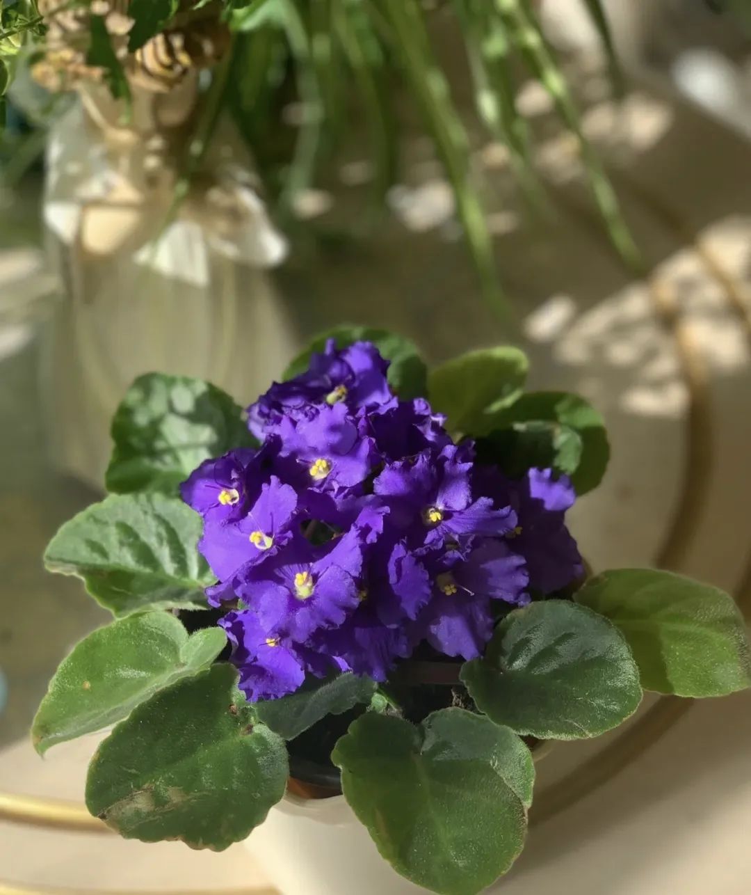 5种花别乱养香味有毒,5种花浇不死浇水越多长得越旺