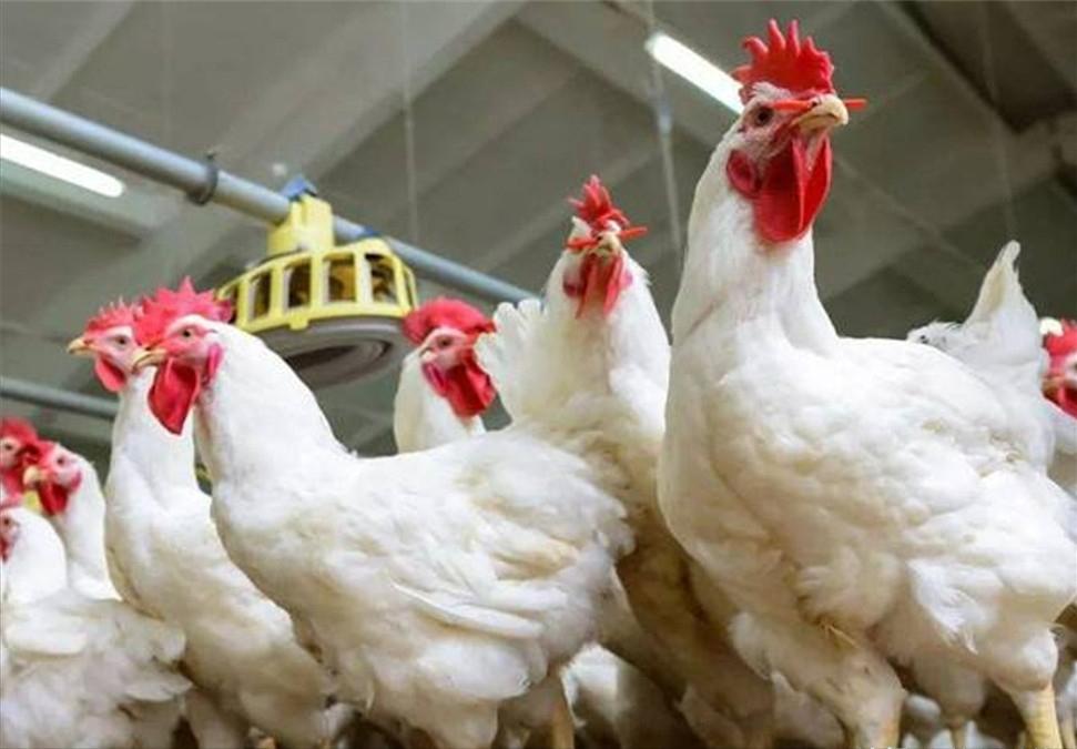 进口违法冰冻鸡脚,市场冰冻的鸡脚曝光