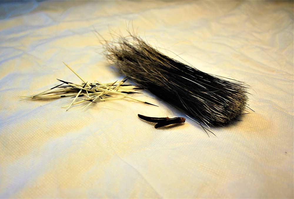 蟒蛇吞野猪被刺死,豪猪刺死巨蟒蛇