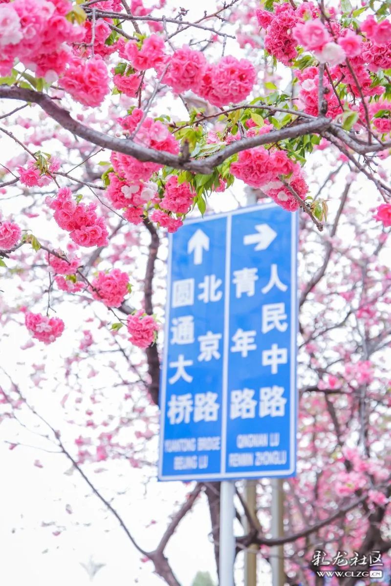 初春河津樱花图片大全,河津樱花品种大全