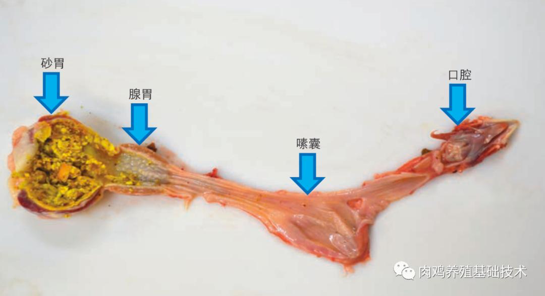 怎么看蛋鸡消化吸收好不好,怎么增强蛋鸡消化系统