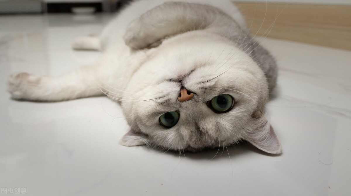 母猫咪发情为什么剃毛,猫咪发情会维持多久