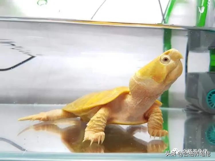 网上直播买龟怎么购买 (淘宝直播卖龟需要什么设备)