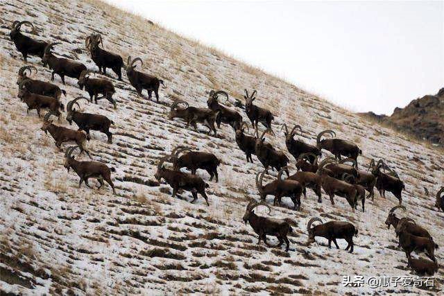 走下神坛玉器,价值1亿以上的灵璧奇石