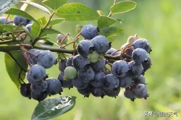 2023蓝莓采摘时间,重庆蓝莓采摘最佳时间