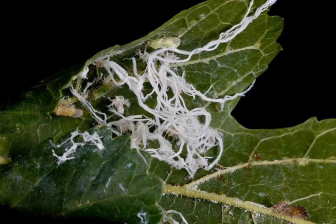 上海的白蚁成群结队，这可怎么办？