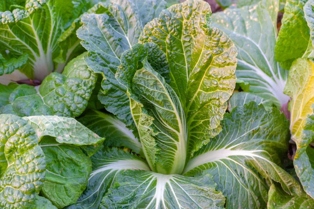 只封4天为什么要囤货,这次解封后到底要不要囤东西