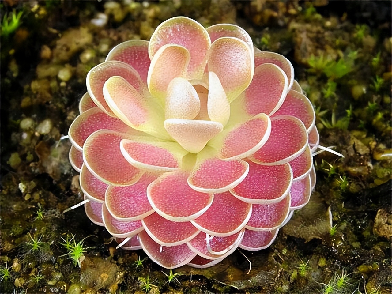 长寿花叶子小怎么处理,长寿花叶子小掉叶子是怎么回事