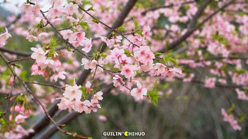 桂林灵川小南国,桂林除了小南国还有什么