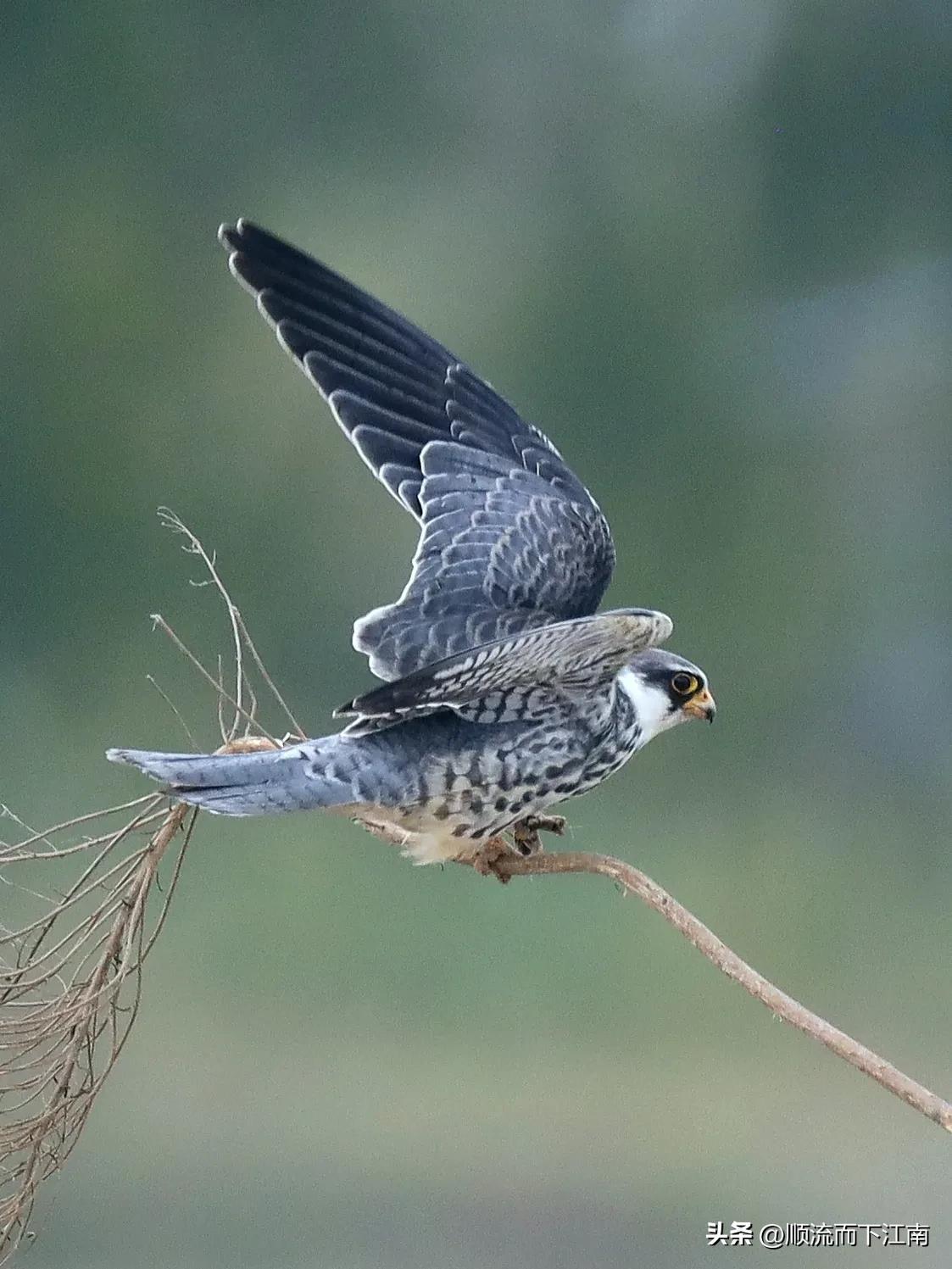 红脚隼叫声,红脚隼