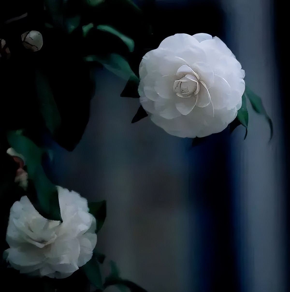 #草木有趣|雪里开花到春晚，不是寻常儿女花