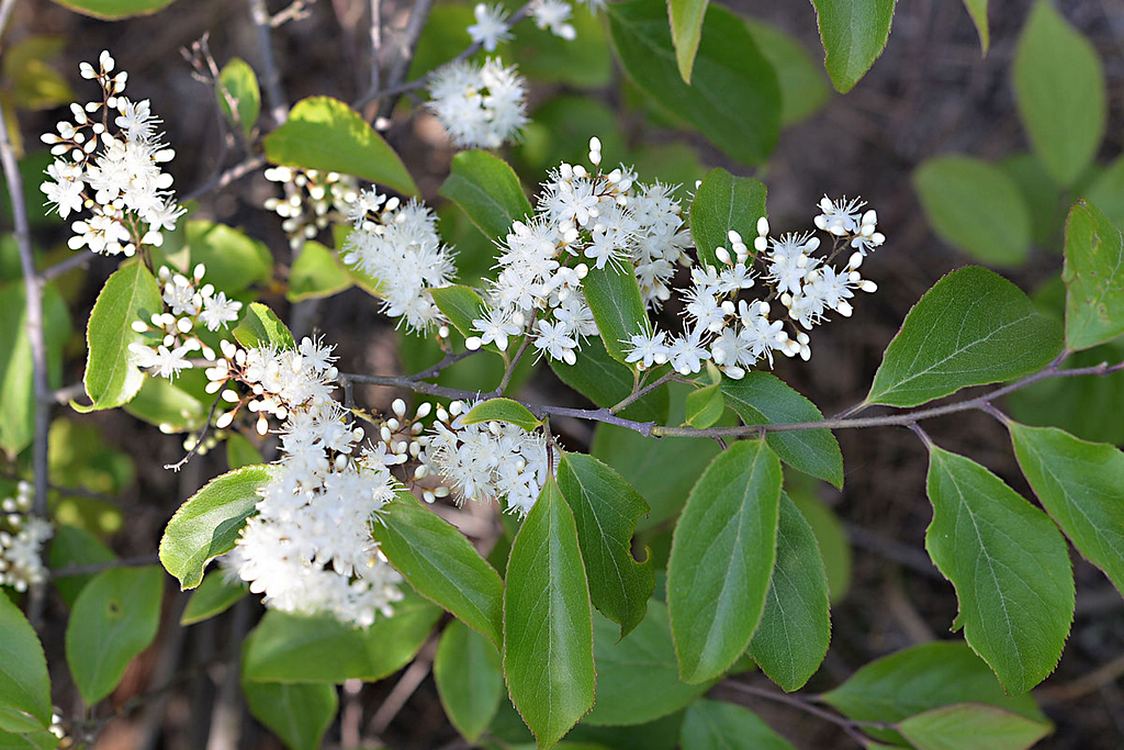 诗经中的伐檀,诗经伐檀是指哪里